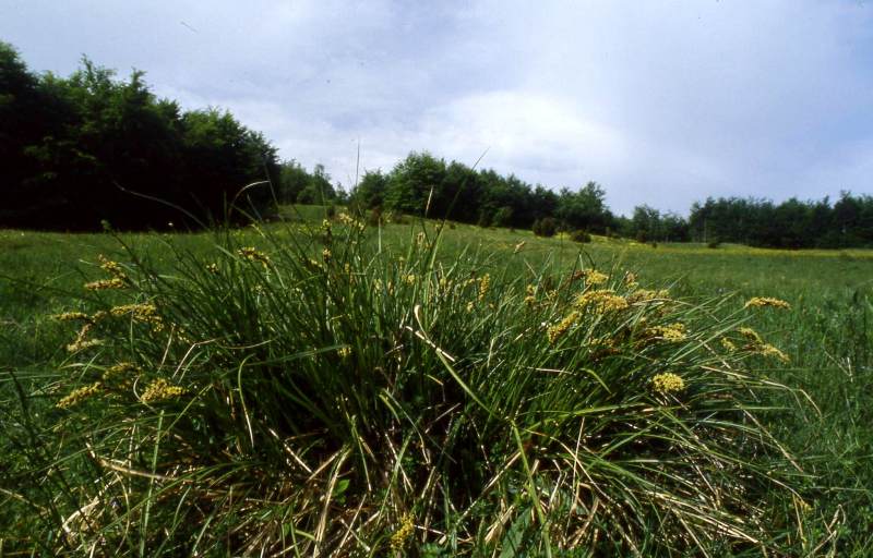 <i>Carex paniculata</i> L. subsp. <i>paniculata</i>
