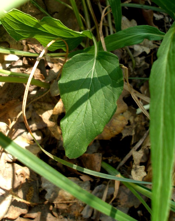 <i>Phyteuma betonicifolium</i> Vill.