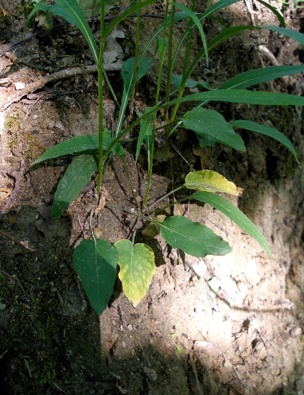 <i>Phyteuma betonicifolium</i> Vill.
