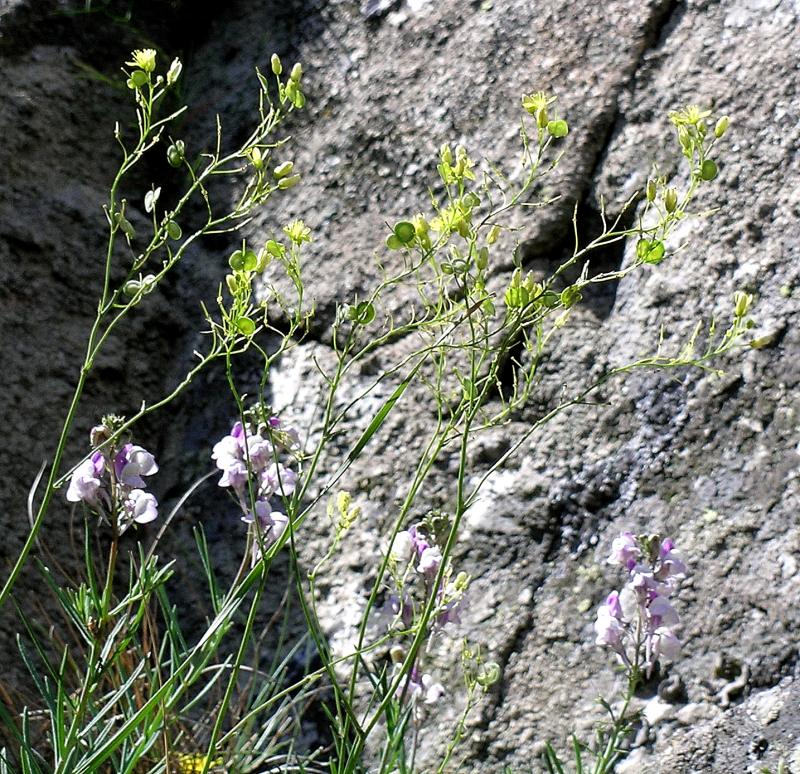 <i>Biscutella pichiana</i> Raffaelli subsp. <i>ilvensis</i> Raffaelli