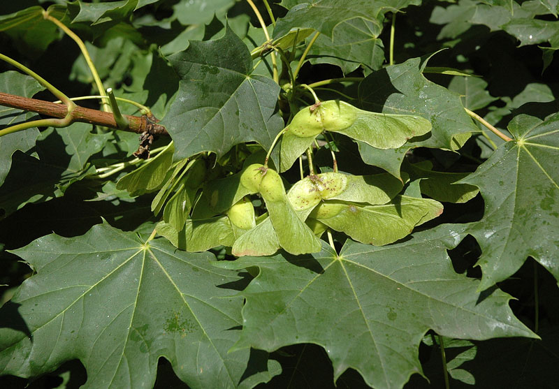 <i>Acer platanoides</i> L.