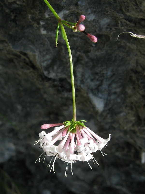 <i>Hexaphylla allionii</i> P.Caputo & Del Guacchio