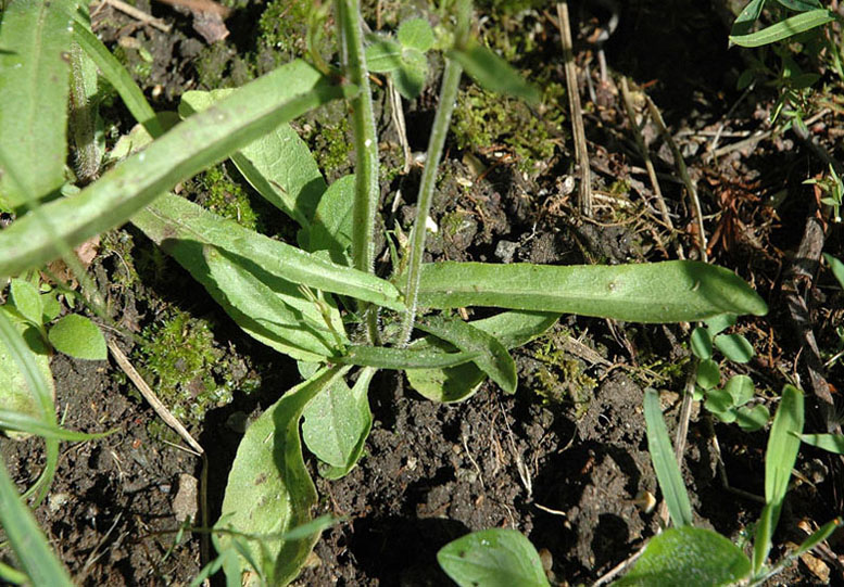 <i>Campanula patula</i> L. subsp. <i>jahorinae</i> (K.Malý) Greuter & Burdet