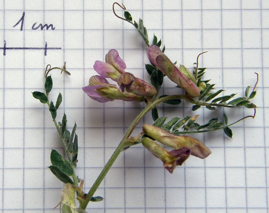 <i>Vicia pannonica</i> Crantz subsp. <i>striata</i> (M.Bieb.) Nyman