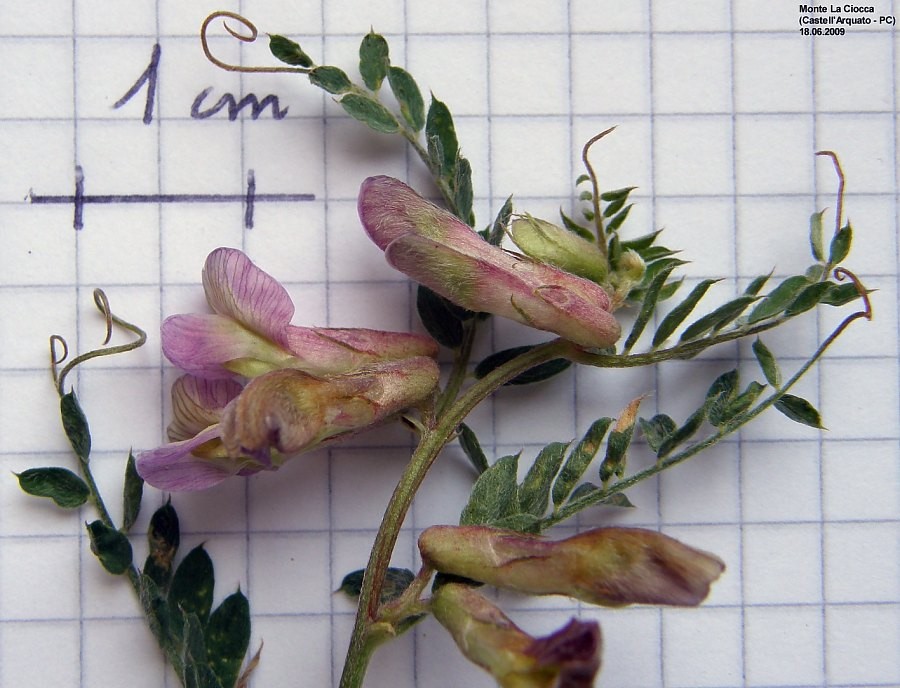 <i>Vicia pannonica</i> Crantz subsp. <i>striata</i> (M.Bieb.) Nyman