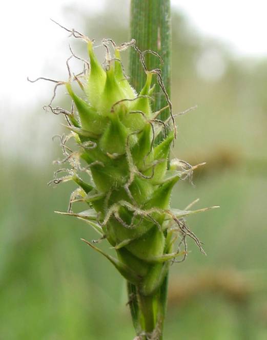 <i>Carex hirta</i> L.