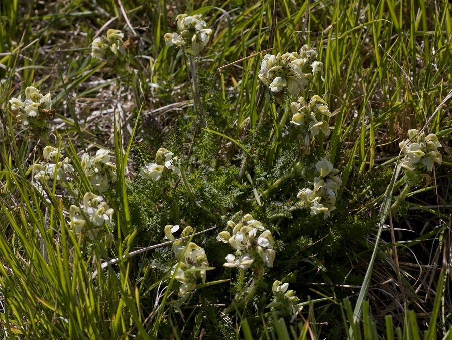 <i>Pedicularis ascendens</i> Schleich. ex Gaudin