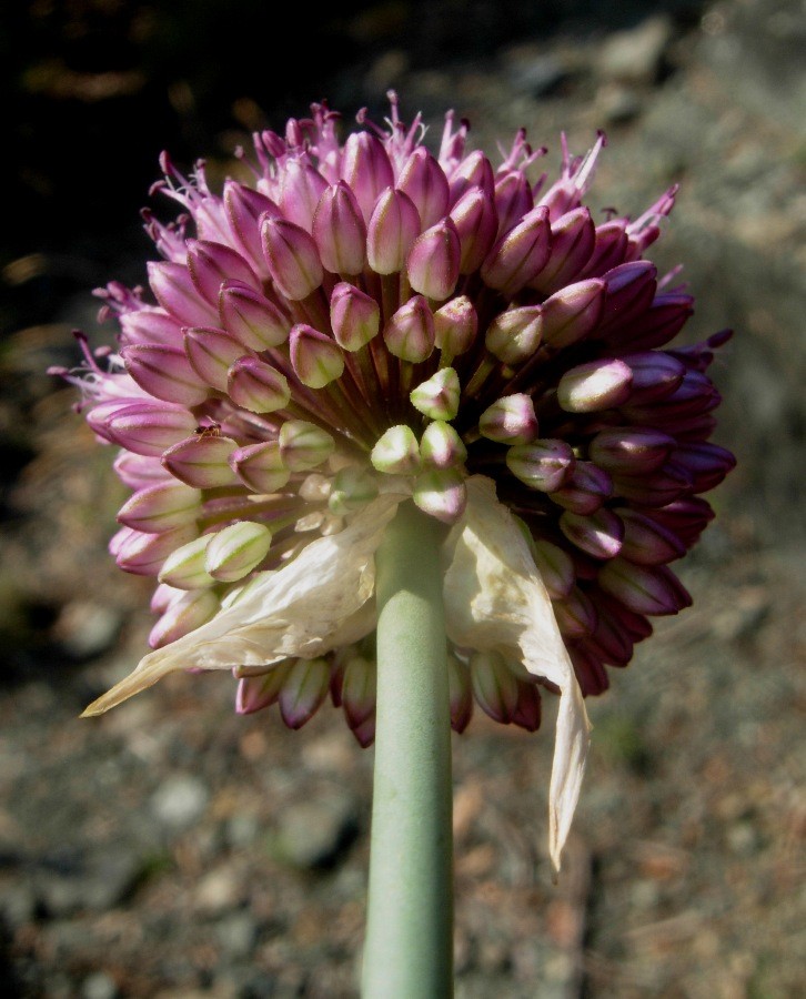 <i>Allium sphaerocephalon</i> L.