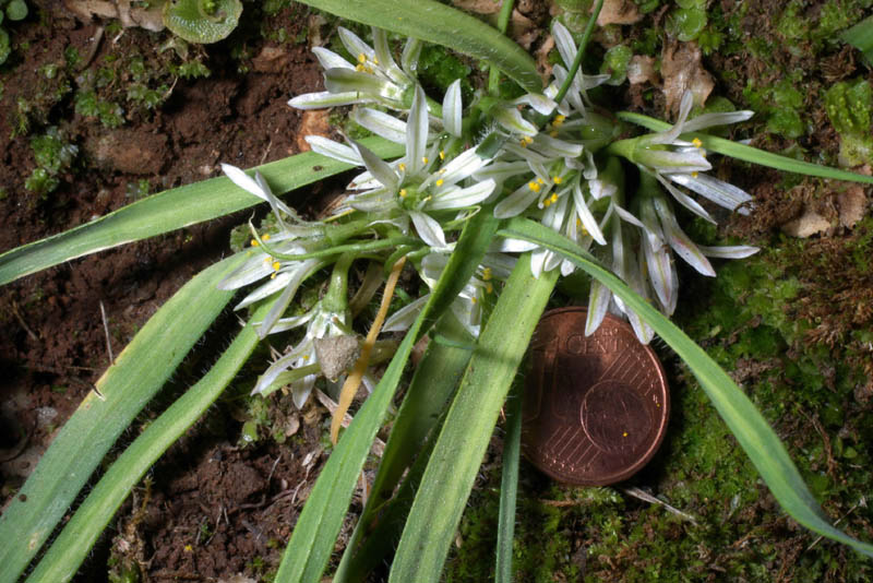 Allium chamaemoly Franz.jpg