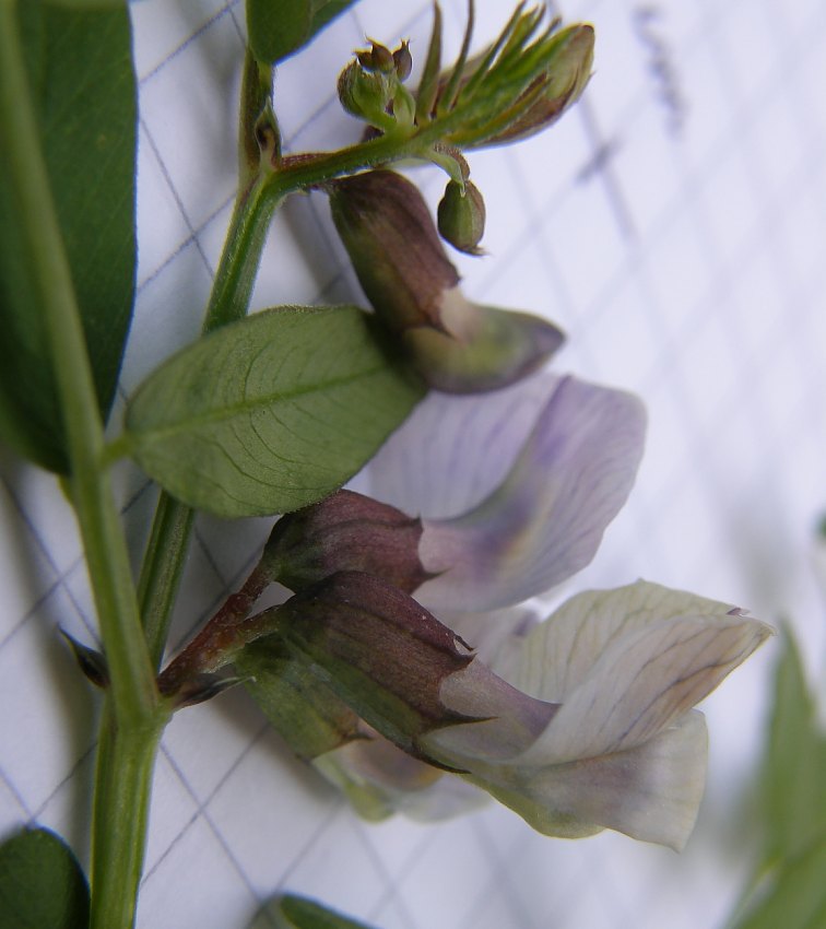 <i>Vicia sepium</i> L.