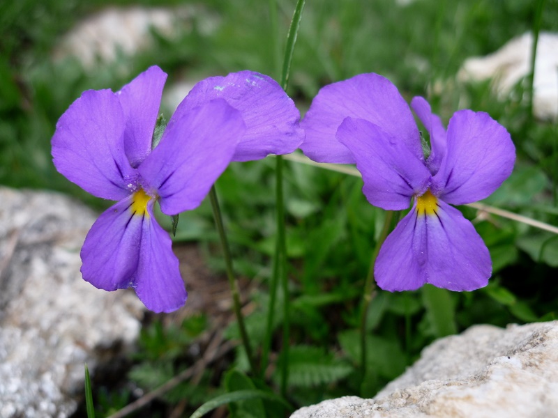 <i>Viola calcarata</i> L. subsp. <i>calcarata</i>