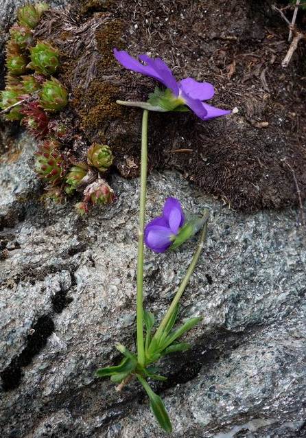 <i>Viola calcarata</i> L. subsp. <i>calcarata</i>