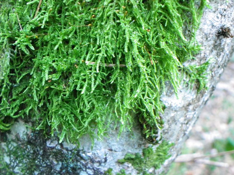 Hypnaceae: Hypnum andoi A.J.E.Sm. (Bryophyta)