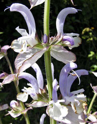 <i>Salvia sclarea</i> L.