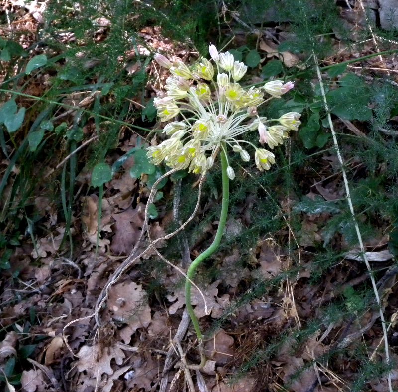 <i>Allium longispathum</i> Redouté