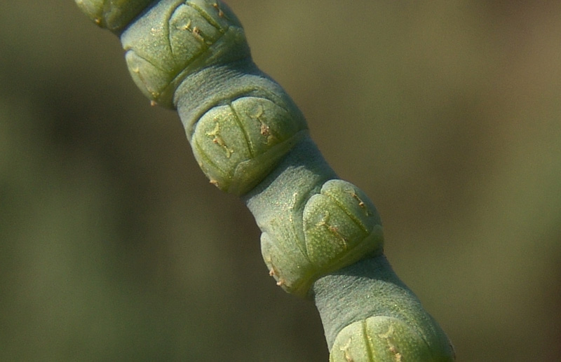 <i>Salicornia fruticosa</i> (L.) L.