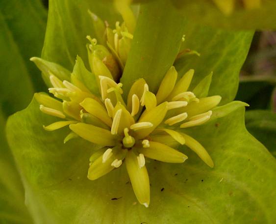 <i>Gentiana lutea</i> L. subsp. <i>vardjanii</i> Wraber