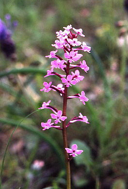 <i>Orchis brancifortii</i> Biv.