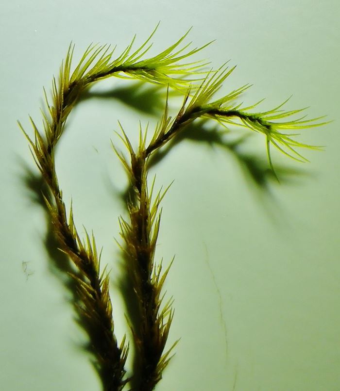 Leucobryaceae: Dicranodontium denudatum (Brid.) E.Britton (?) (Bryophyta)