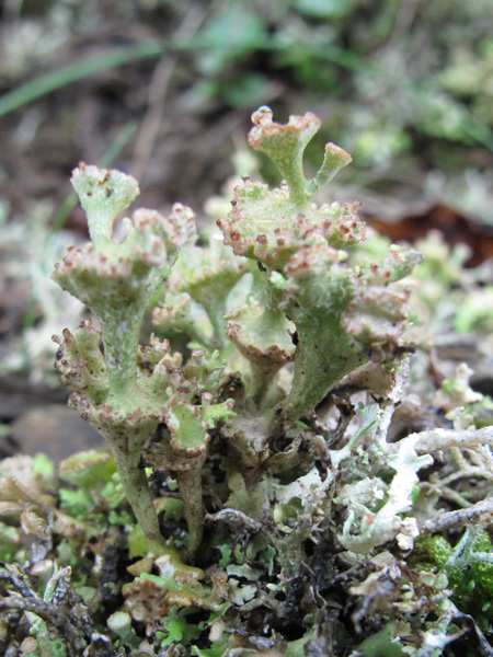 Cladonia cervicornis subsp. verticillata?