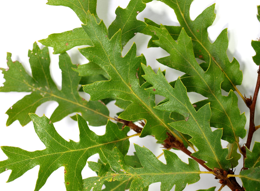 Quercus-cerris-53-(4).jpg