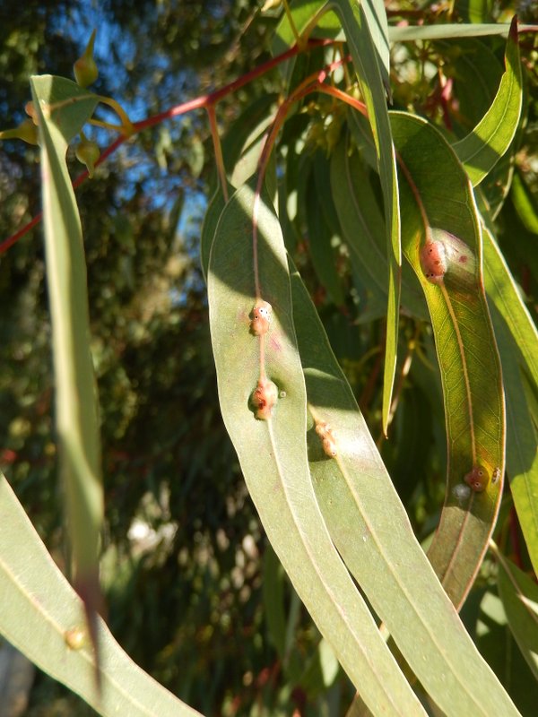 Eucalyptus (2).JPG