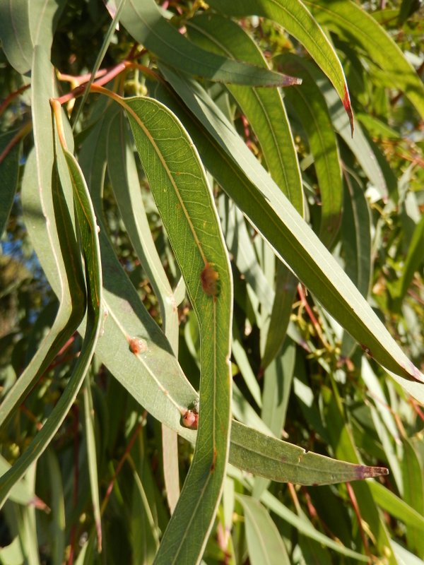 Eucalyptus (3).JPG