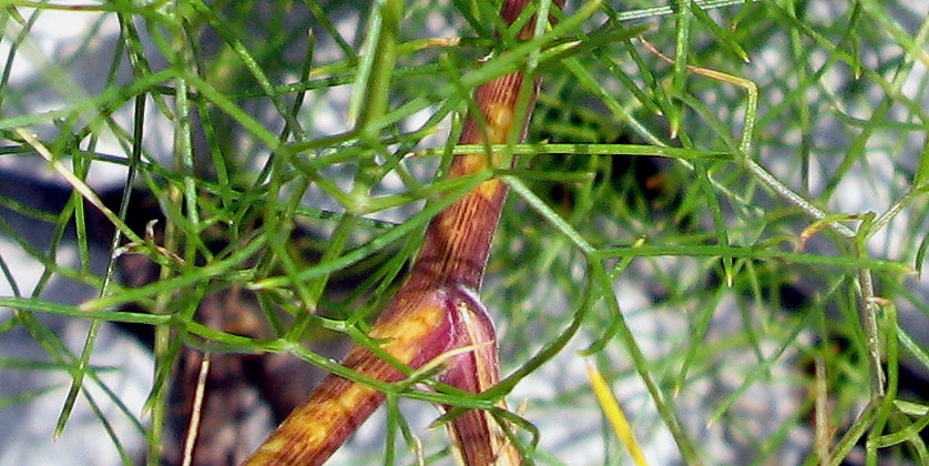 <i>Athamanta turbith</i> (L.) Brot. subsp. <i>turbith</i>
