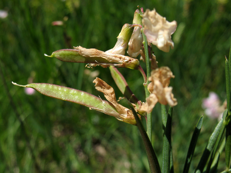 <i>Lathyrus pannonicus</i> (Jacq.) Garcke subsp. <i>asphodeloides</i> (Gouan) Bässler