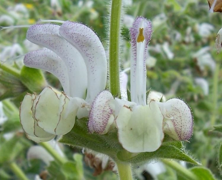<i>Salvia argentea</i> L.
