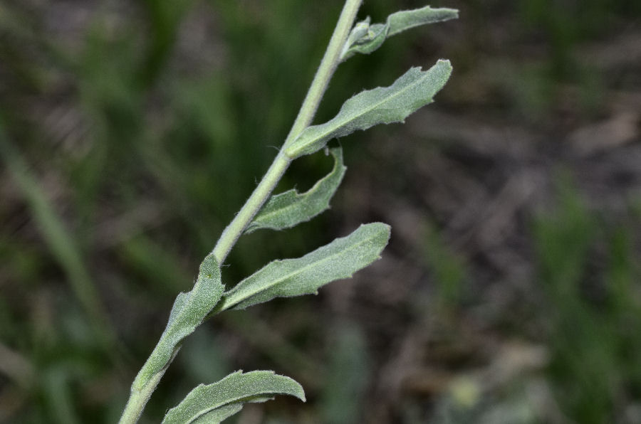<i>Aurinia saxatilis</i> (L.) Desv.