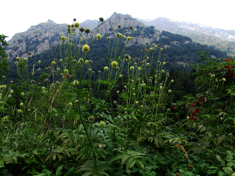 <i>Cephalaria alpina</i> (L.) Roem. & Schult.