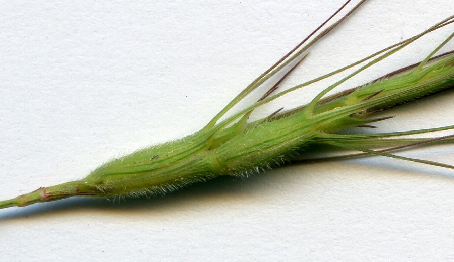 <i>Triticum triunciale</i> (L.) Raspail subsp. <i>triunciale</i>