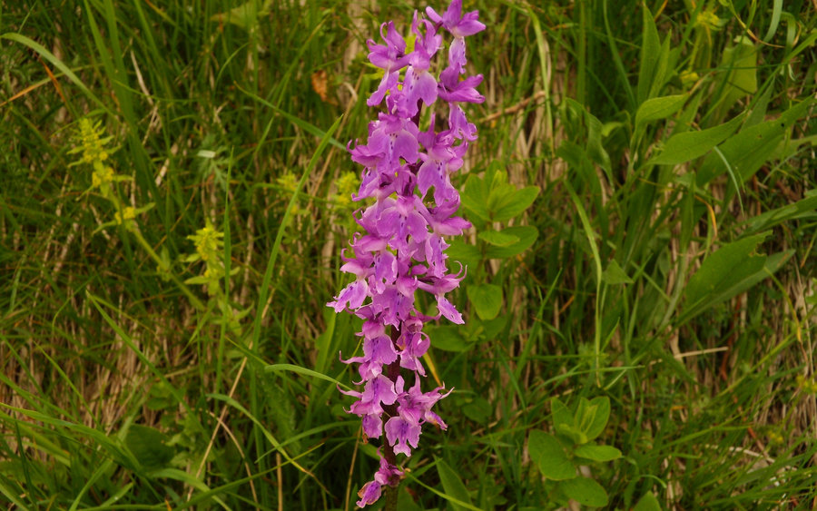 Orchis mascula.JPG