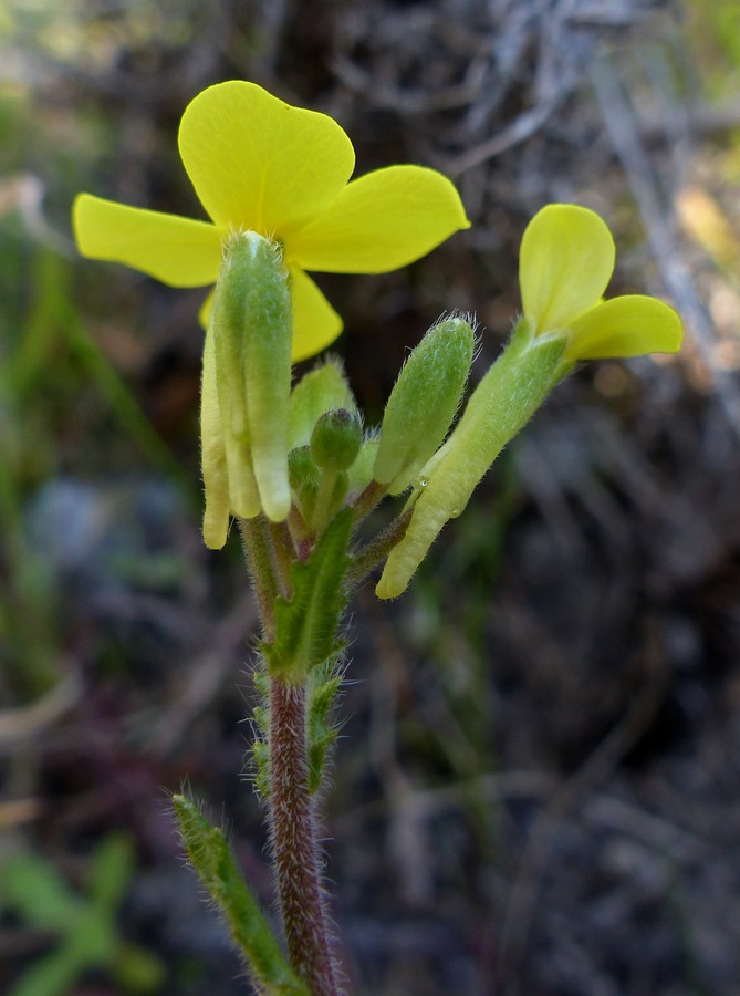 <i>Biscutella cichoriifolia</i> Loisel.