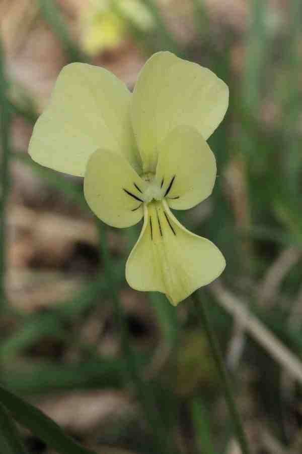 <i>Viola etrusca</i> Erben