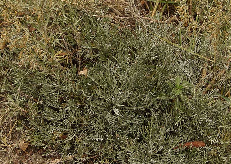 <i>Artemisia caerulescens</i> L. subsp. <i>cretacea</i> (Fiori) Brilli-Catt. & Gubellini