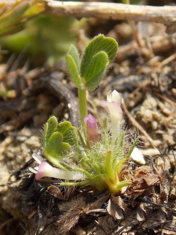 <i>Trifolium congestum</i> Guss.