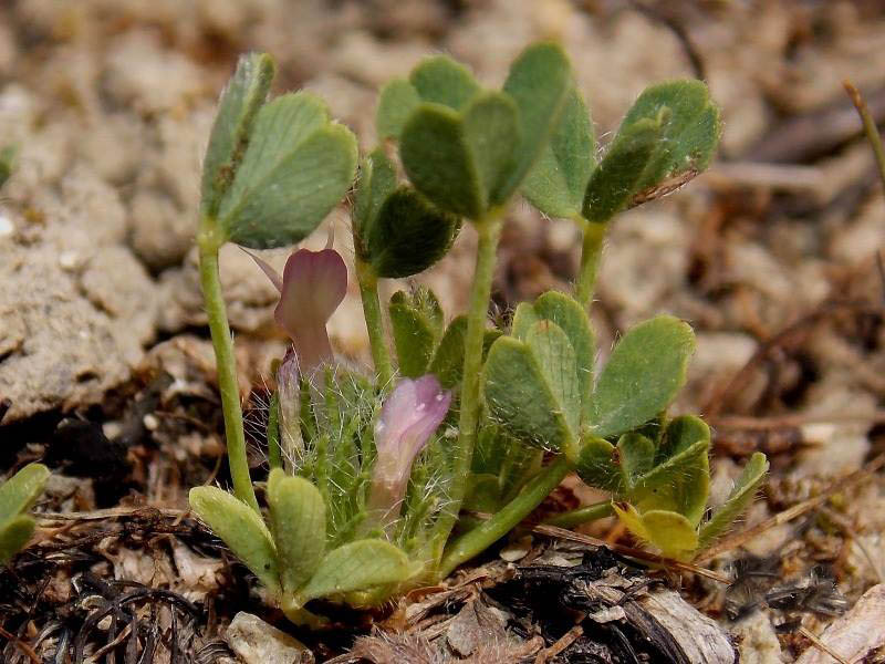 <i>Trifolium congestum</i> Guss.