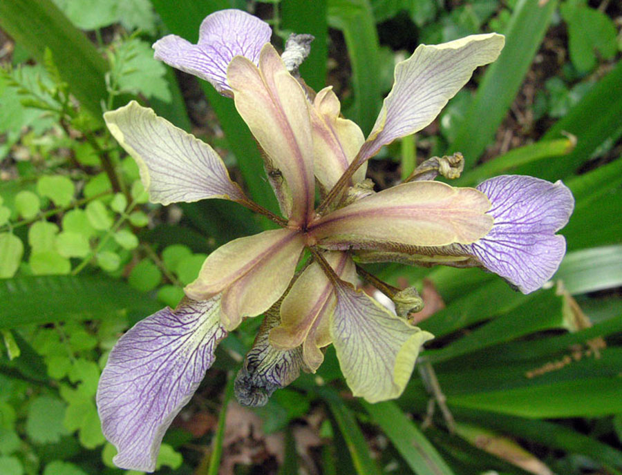 Iris foetidissima 2.jpg