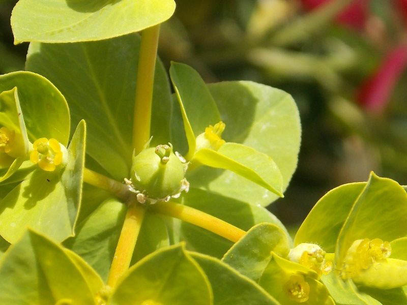 <i>Euphorbia akenocarpa</i> Guss.