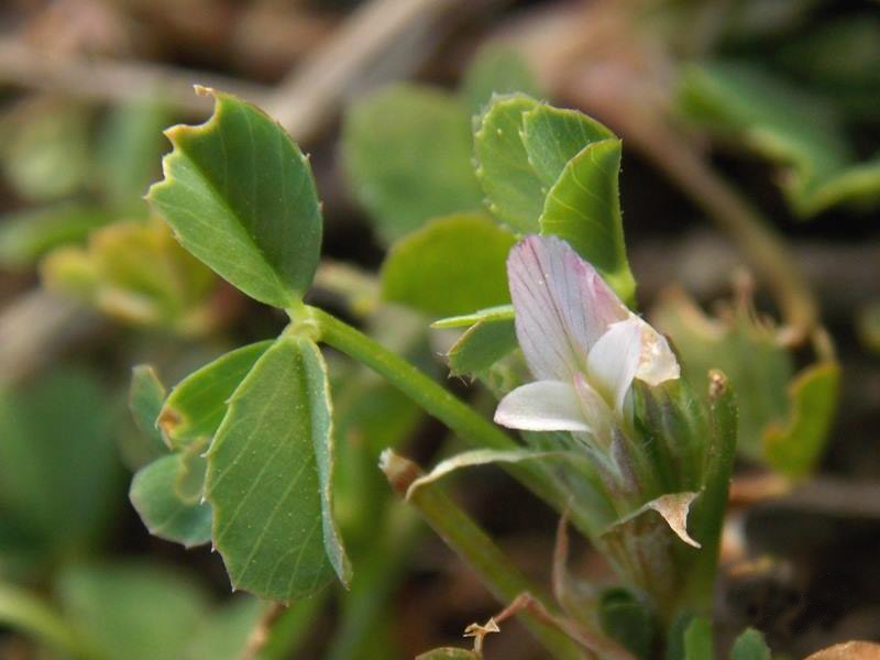 <i>Trifolium ornithopodioides</i> L.