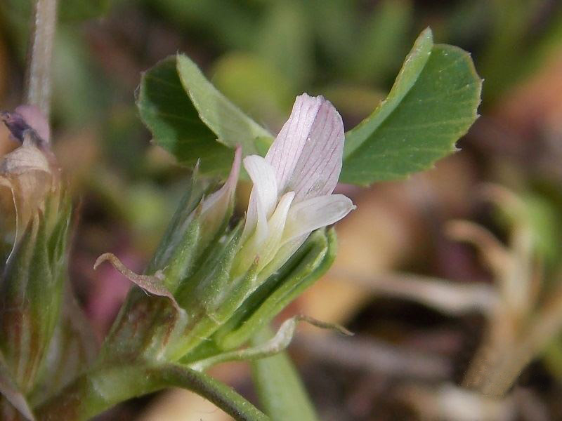 <i>Trifolium ornithopodioides</i> L.