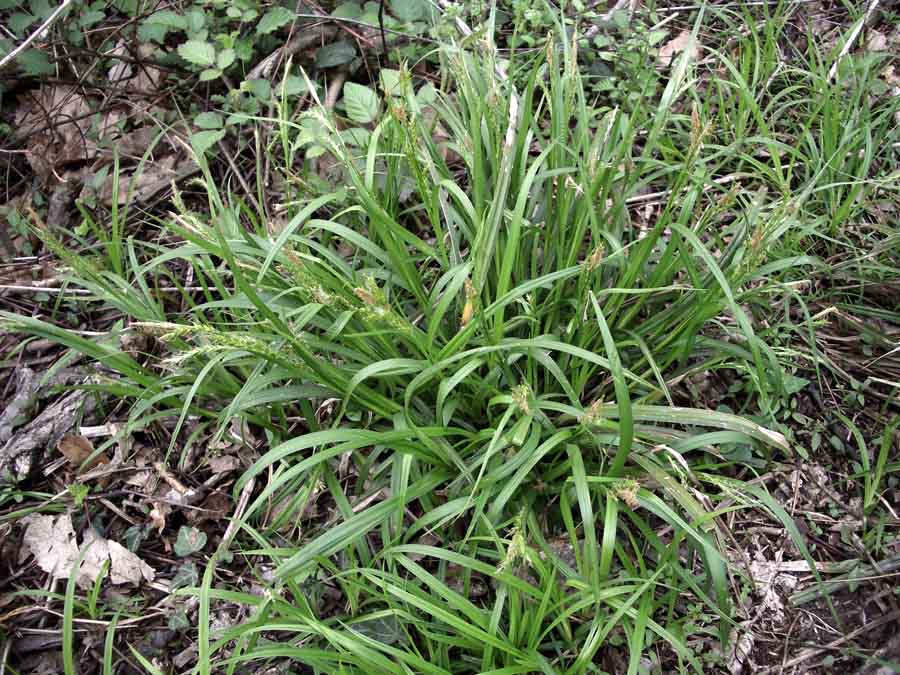 <i>Carex sylvatica</i> Huds.