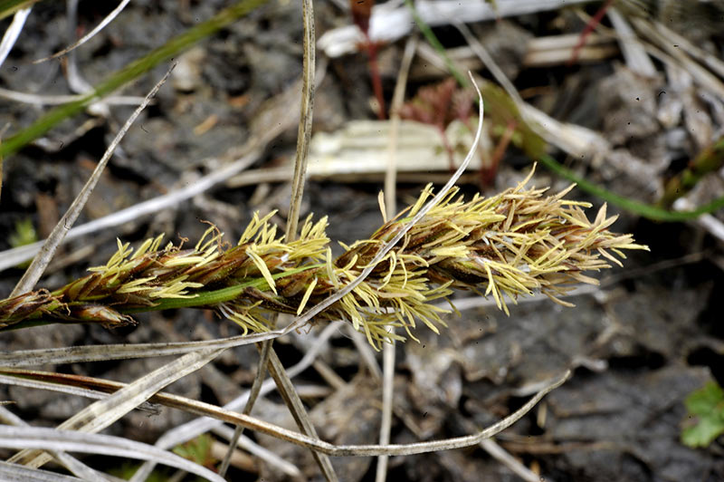 <i>Carex appropinquata</i> Schumach.