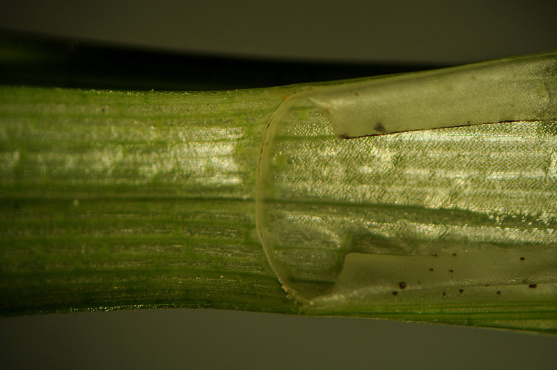 <i>Carex appropinquata</i> Schumach.