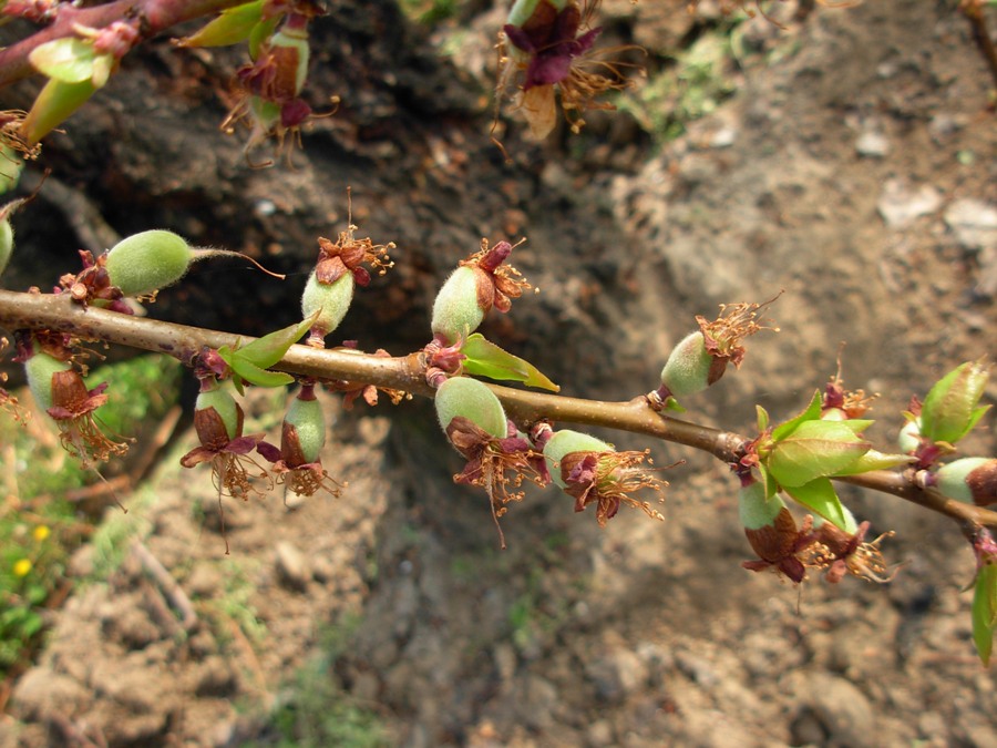 Prunus armeniaca L.-31-03-16 075.JPG