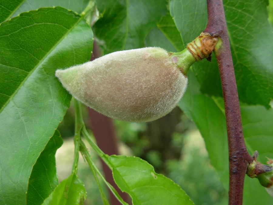 Prunus dulcis (Mill.) D.A. Webb 18-04-16 073.JPG