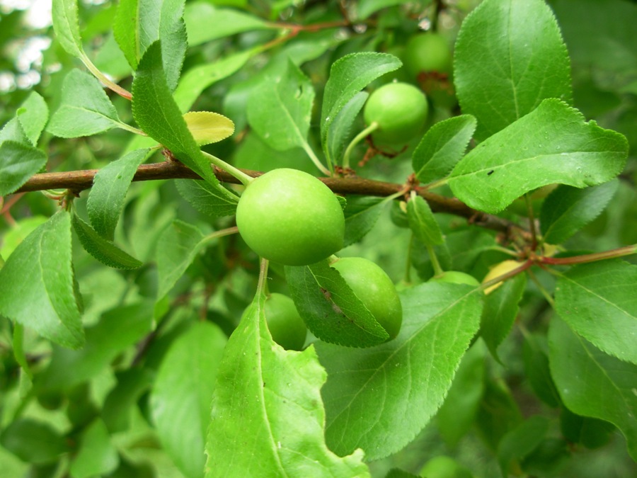 Prunus cerasifera Ehrh. -22-04-16 P.V 009.JPG