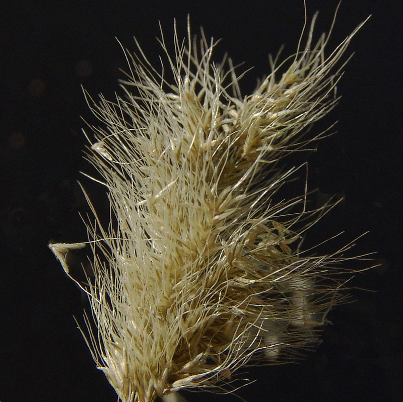 <i>Polypogon monspeliensis</i> (L.) Desf.